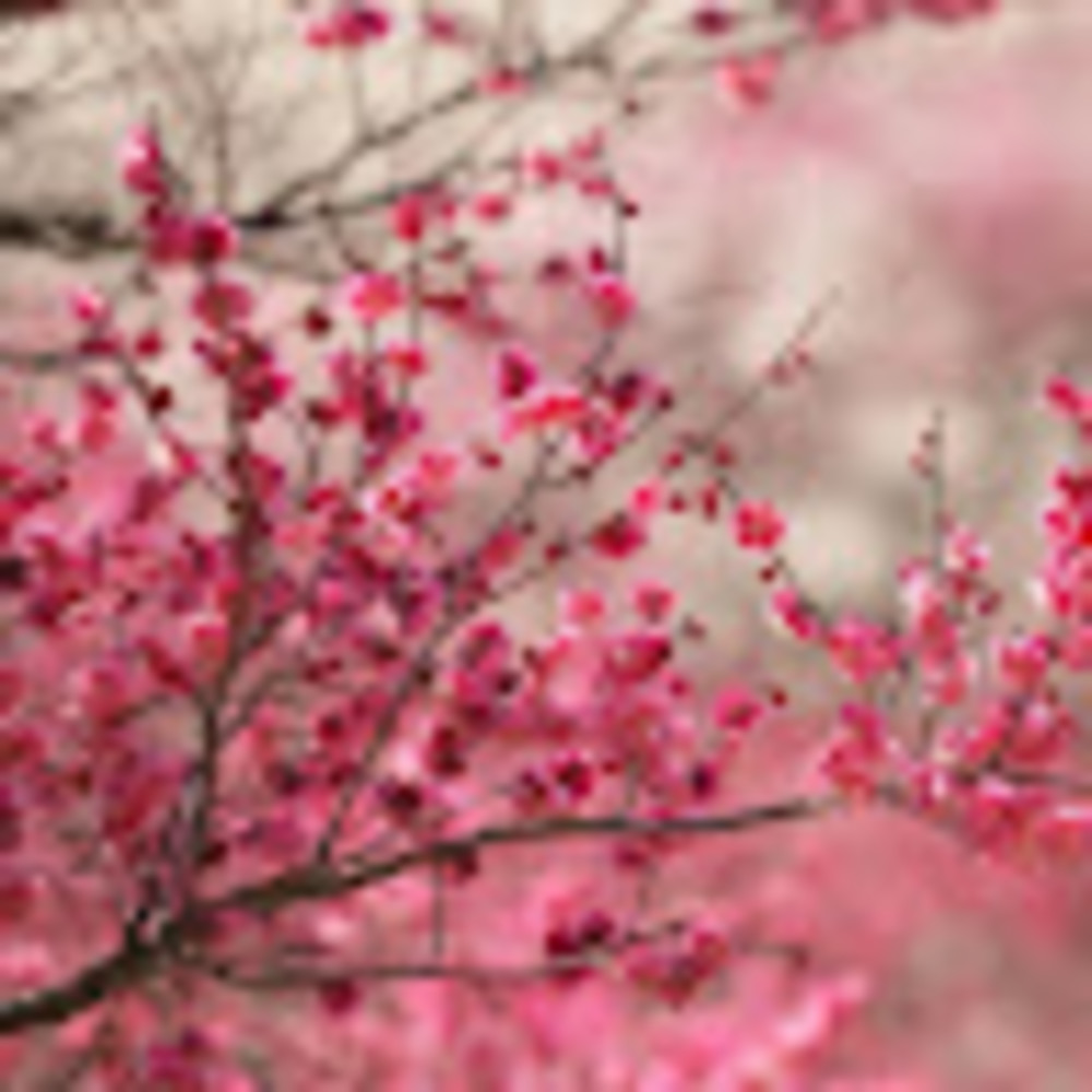 Meet your Posher, Jhela